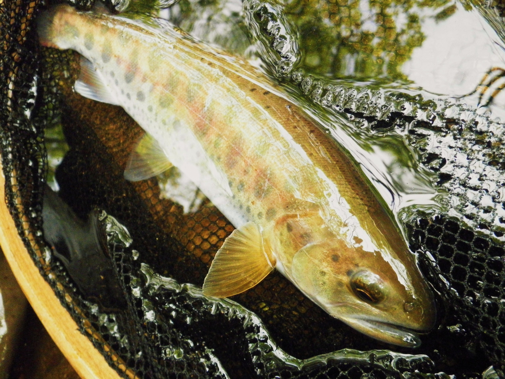 魚種別攻略ガイド ヤマメ編 魚種に合わせた最適な仕掛けや釣り方 特性から行動パターンまでその魚種の全てを徹底解説 はなびしきアウトドア術