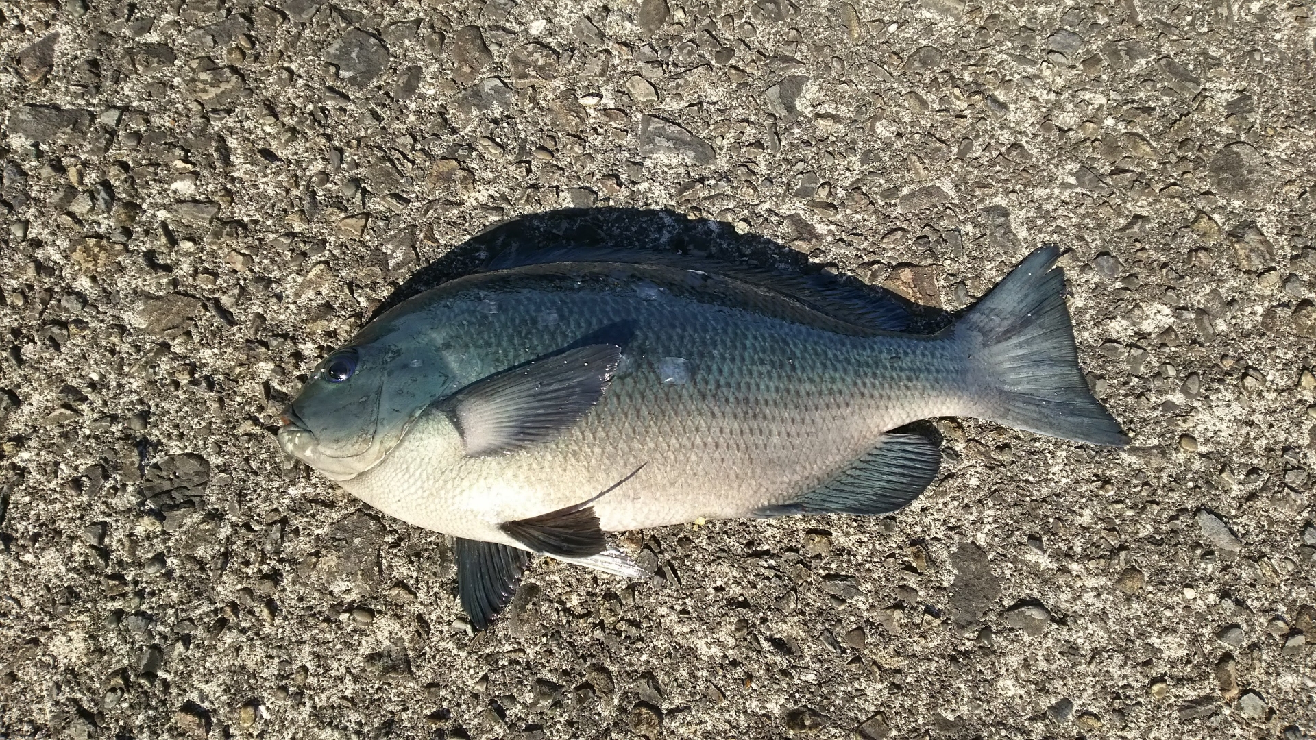 魚種別攻略ガイド メジナ編 魚種に合わせた最適な仕掛けと釣り方 特性から行動パターンまでその魚種の全てを徹底解説 はなびしきアウトドア術