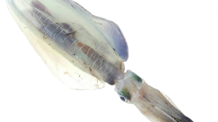 魚種別攻略ガイド アオリイカ編 魚種に合わせた最適な仕掛けと釣り方 特性から行動パターンまでその魚種の全てを徹底解説 はなびしきアウトドア術